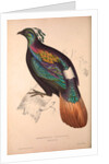 Lophophorus Impeyanus (male), Himalayan Monal Pheasant by Elizabeth Gould and John Gould