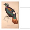 Lophophorus Impeyanus (male), Himalayan Monal Pheasant by Elizabeth Gould and John Gould
