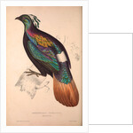 Lophophorus Impeyanus (male), Himalayan Monal Pheasant by Elizabeth Gould and John Gould