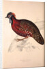 Tragopan Satyrus, Crimson Horned Pheasant by Elizabeth Gould and John Gould