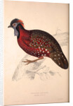 Tragopan Satyrus, Crimson Horned Pheasant by Elizabeth Gould and John Gould
