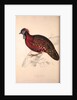 Tragopan Satyrus, Crimson Horned Pheasant by Elizabeth Gould and John Gould