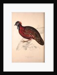 Tragopan Satyrus, Crimson Horned Pheasant by Elizabeth Gould and John Gould