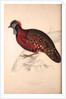 Tragopan Satyrus, Crimson Horned Pheasant by Elizabeth Gould and John Gould