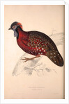 Tragopan Satyrus, Crimson Horned Pheasant by Elizabeth Gould and John Gould