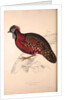 Tragopan Satyrus, Crimson Horned Pheasant by Elizabeth Gould and John Gould