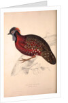 Tragopan Satyrus, Crimson Horned Pheasant by Elizabeth Gould and John Gould