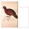Tragopan Satyrus, Crimson Horned Pheasant by Elizabeth Gould and John Gould