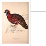 Tragopan Satyrus, Crimson Horned Pheasant by Elizabeth Gould and John Gould