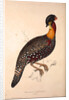 Tragopan Hastingsii (male) by Elizabeth Gould and John Gould