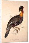 Tragopan Hastingsii (male) by Elizabeth Gould and John Gould