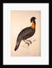 Tragopan Hastingsii (male) by Elizabeth Gould and John Gould