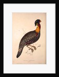 Tragopan Hastingsii (male) by Elizabeth Gould and John Gould