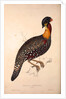 Tragopan Hastingsii (male) by Elizabeth Gould and John Gould