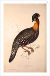 Tragopan Hastingsii (male) by Elizabeth Gould and John Gould