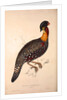 Tragopan Hastingsii (male) by Elizabeth Gould and John Gould