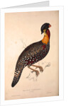 Tragopan Hastingsii (male) by Elizabeth Gould and John Gould