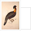 Tragopan Hastingsii (male) by Elizabeth Gould and John Gould