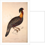 Tragopan Hastingsii (male) by Elizabeth Gould and John Gould