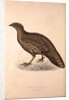 Tragopan Hastingsii (female) by Elizabeth Gould and John Gould