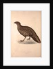 Tragopan Hastingsii (female) by Elizabeth Gould and John Gould