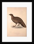 Tragopan Hastingsii (female) by Elizabeth Gould and John Gould