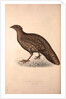Tragopan Hastingsii (female) by Elizabeth Gould and John Gould