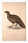 Tragopan Hastingsii (female) by Elizabeth Gould and John Gould