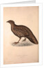 Tragopan Hastingsii (female) by Elizabeth Gould and John Gould