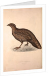 Tragopan Hastingsii (female) by Elizabeth Gould and John Gould