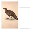 Tragopan Hastingsii (female) by Elizabeth Gould and John Gould