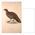 Tragopan Hastingsii (female) by Elizabeth Gould and John Gould