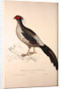 Phasianus Albo-Cristatus, Pheasant by Elizabeth Gould and John Gould