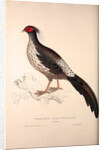 Phasianus Albo-Cristatus, Pheasant by Elizabeth Gould and John Gould