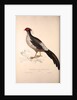 Phasianus Albo-Cristatus, Pheasant by Elizabeth Gould and John Gould