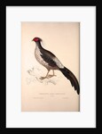 Phasianus Albo-Cristatus, Pheasant by Elizabeth Gould and John Gould
