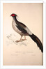 Phasianus Albo-Cristatus, Pheasant by Elizabeth Gould and John Gould