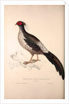 Phasianus Albo-Cristatus, Pheasant by Elizabeth Gould and John Gould
