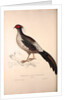 Phasianus Albo-Cristatus, Pheasant by Elizabeth Gould and John Gould