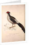 Phasianus Albo-Cristatus, Pheasant by Elizabeth Gould and John Gould