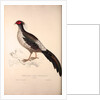 Phasianus Albo-Cristatus, Pheasant by Elizabeth Gould and John Gould