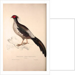 Phasianus Albo-Cristatus, Pheasant by Elizabeth Gould and John Gould
