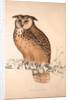 Otus Bengalensis, Owls by Elizabeth Gould and John Gould