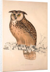 Otus Bengalensis, Owls by Elizabeth Gould and John Gould