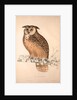 Otus Bengalensis, Owls by Elizabeth Gould and John Gould