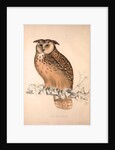 Otus Bengalensis, Owls by Elizabeth Gould and John Gould