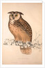 Otus Bengalensis, Owls by Elizabeth Gould and John Gould