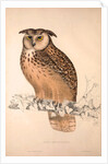 Otus Bengalensis, Owls by Elizabeth Gould and John Gould