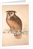 Otus Bengalensis, Owls by Elizabeth Gould and John Gould