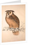 Otus Bengalensis, Owls by Elizabeth Gould and John Gould